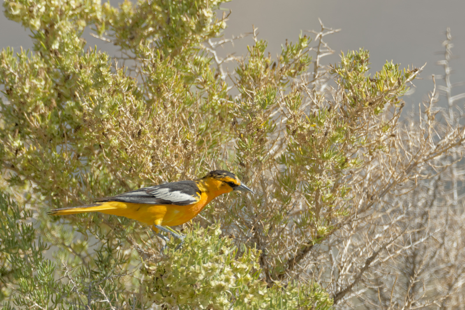 Bullock's Oriole