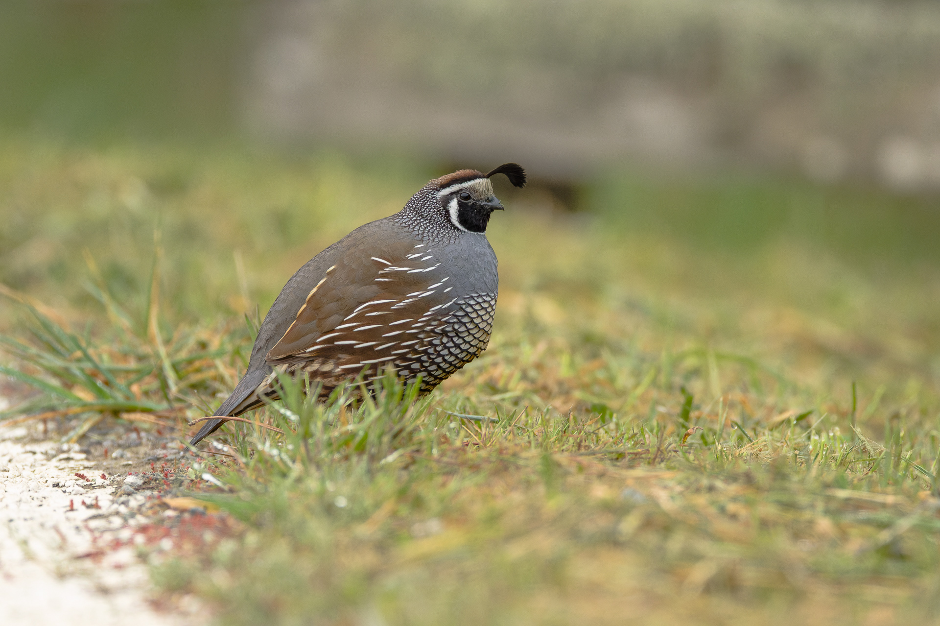 California Quail