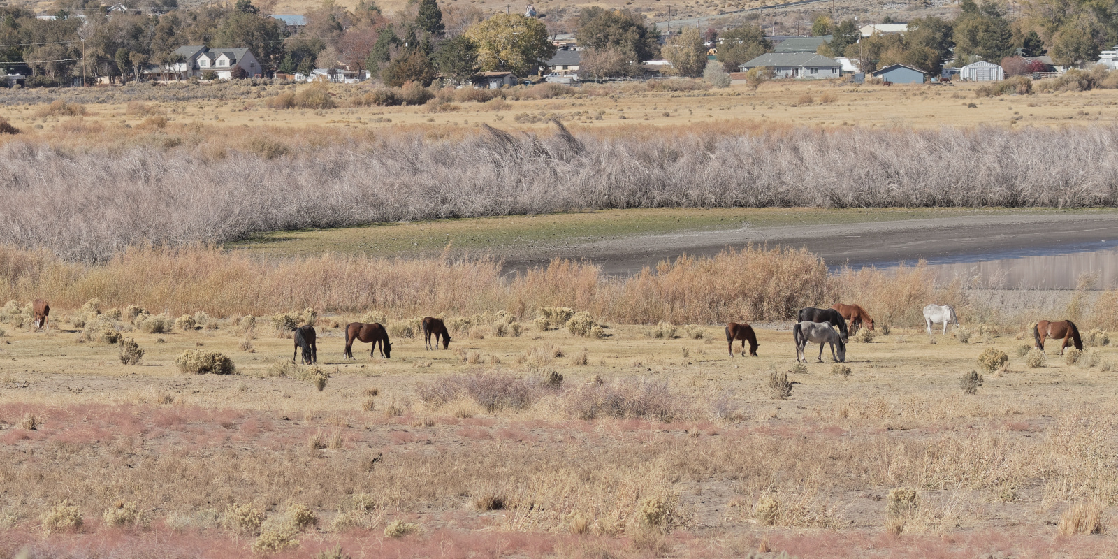 Wild Horse