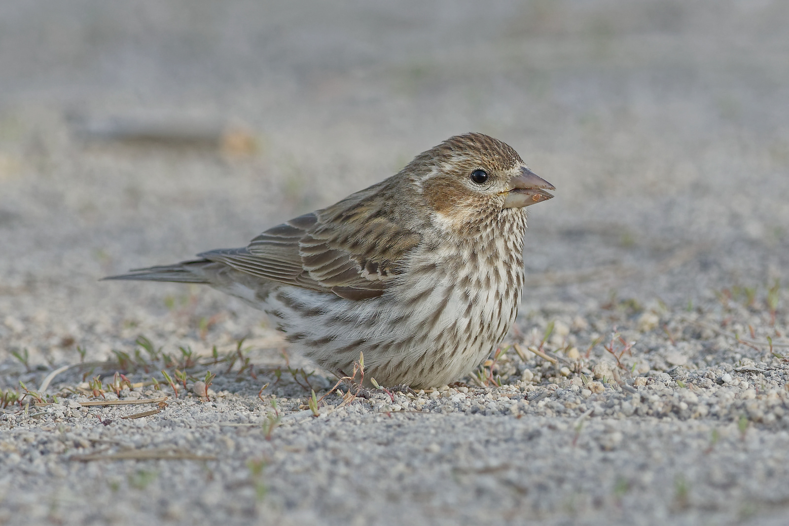 Cassin's Finch hatch year