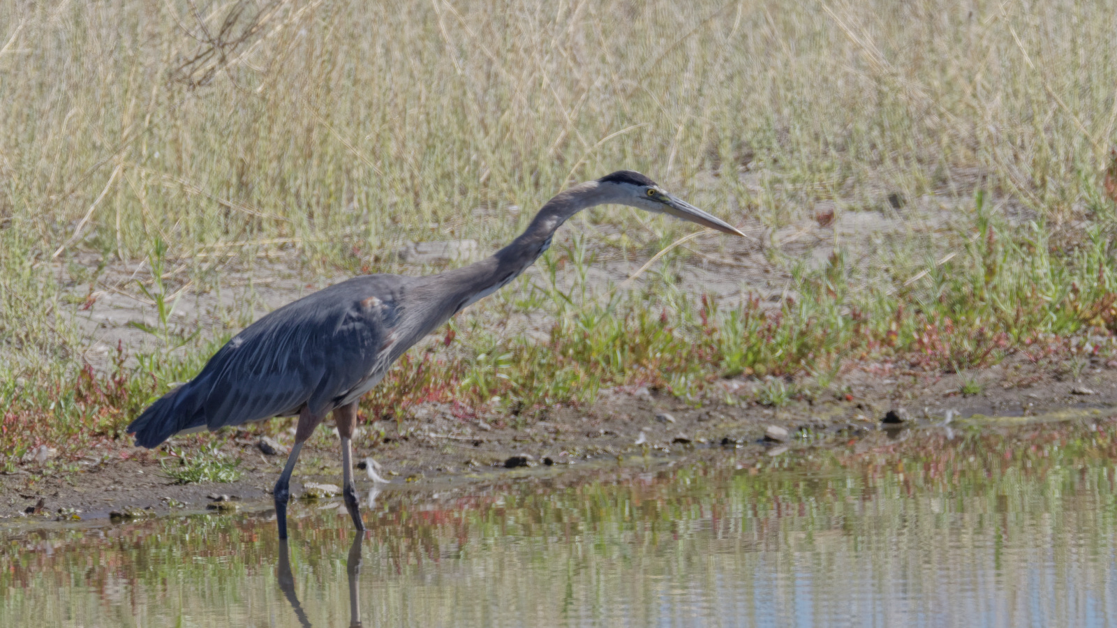 Great Blue Heron