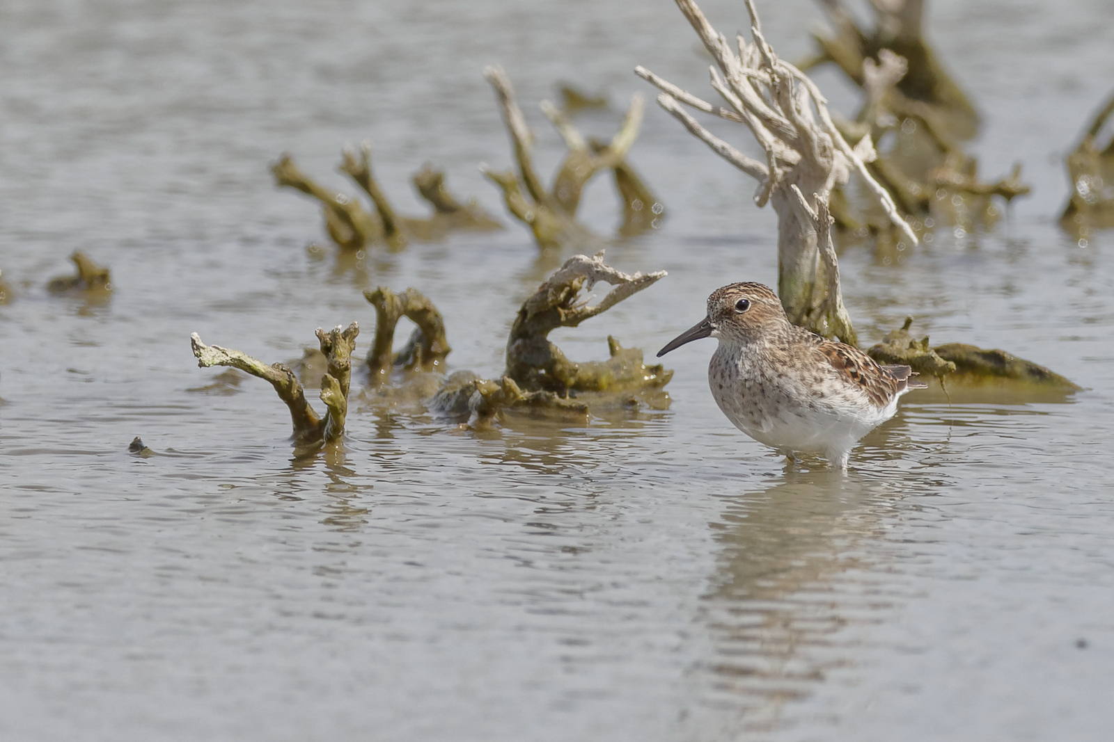 Least Sandpiper