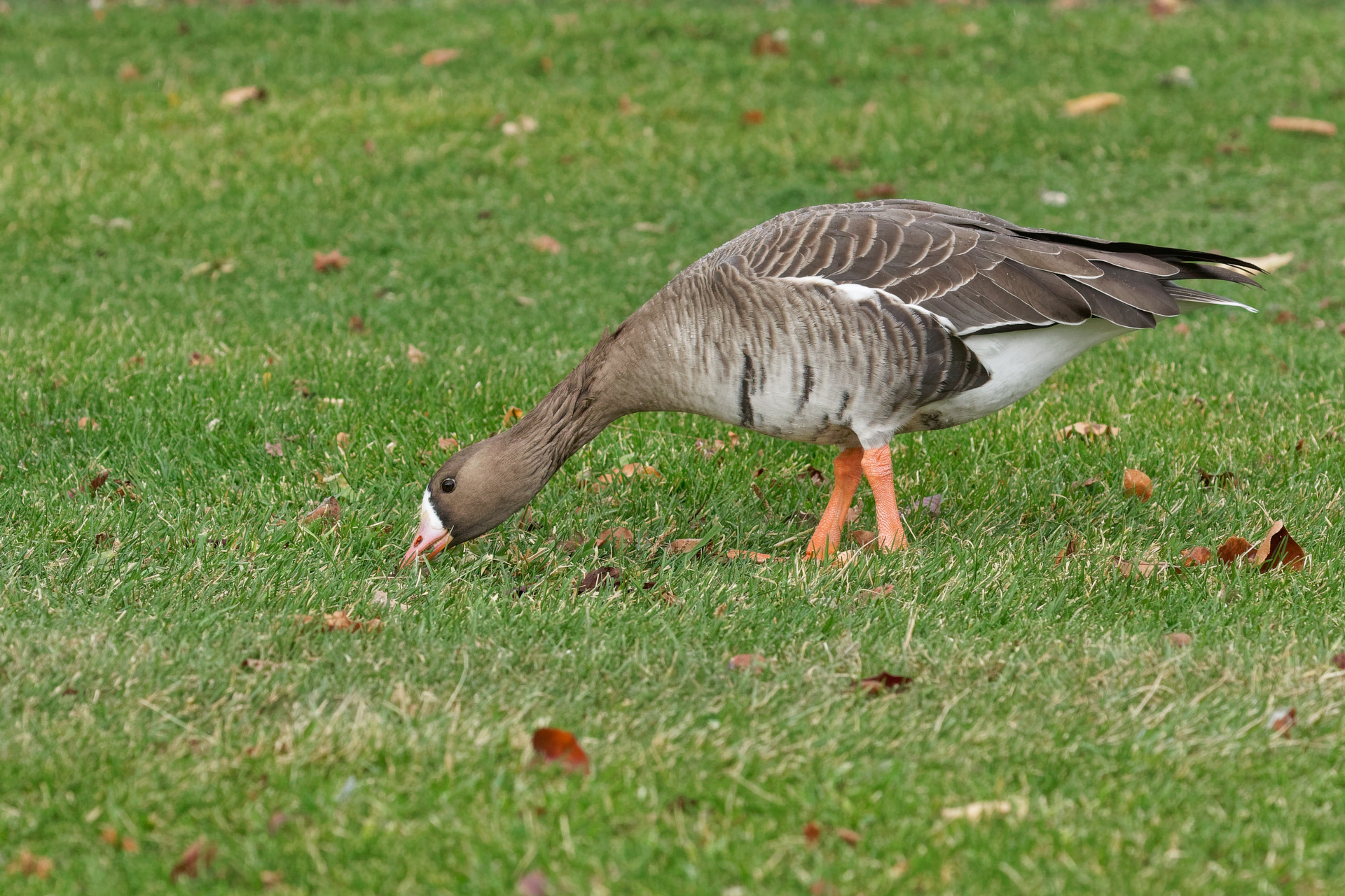 Greater White-fronted Goose