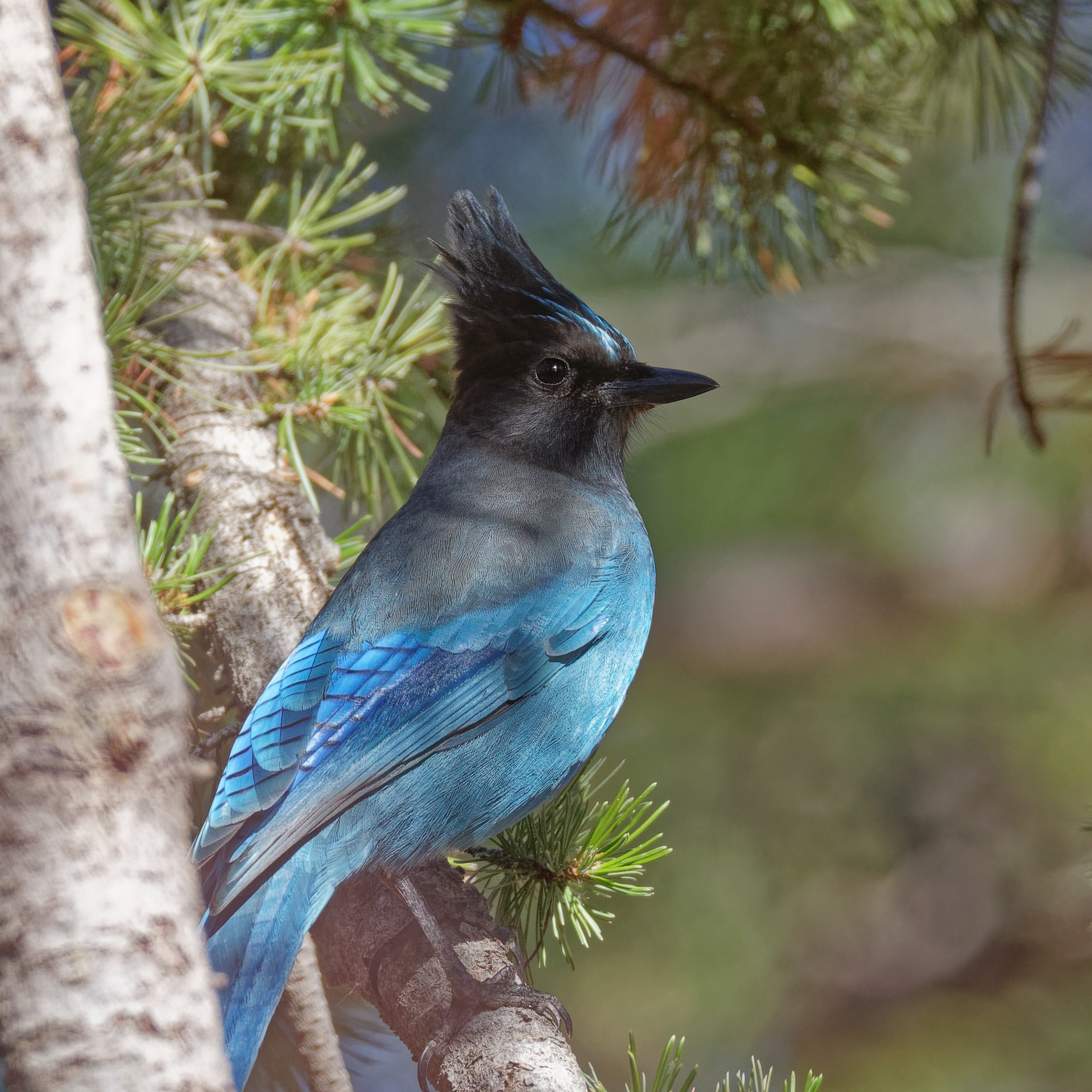Steller's Jay