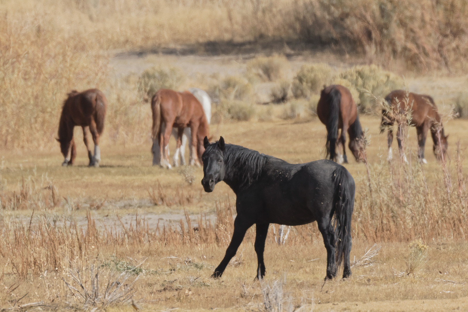 Wild Horse
