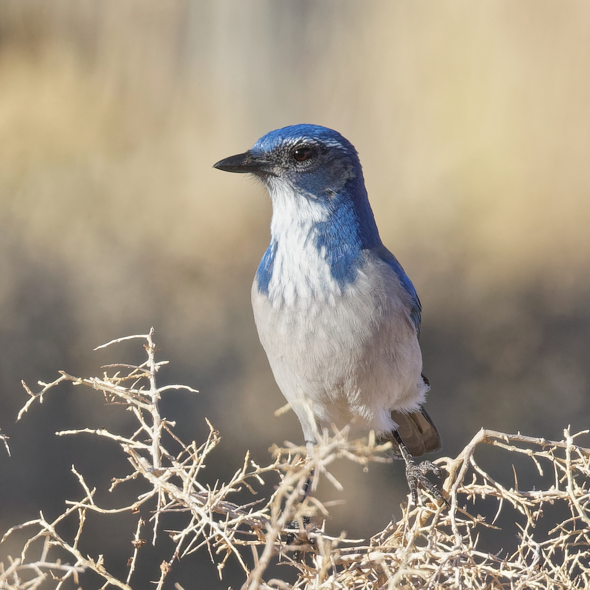 California Scrub-jay