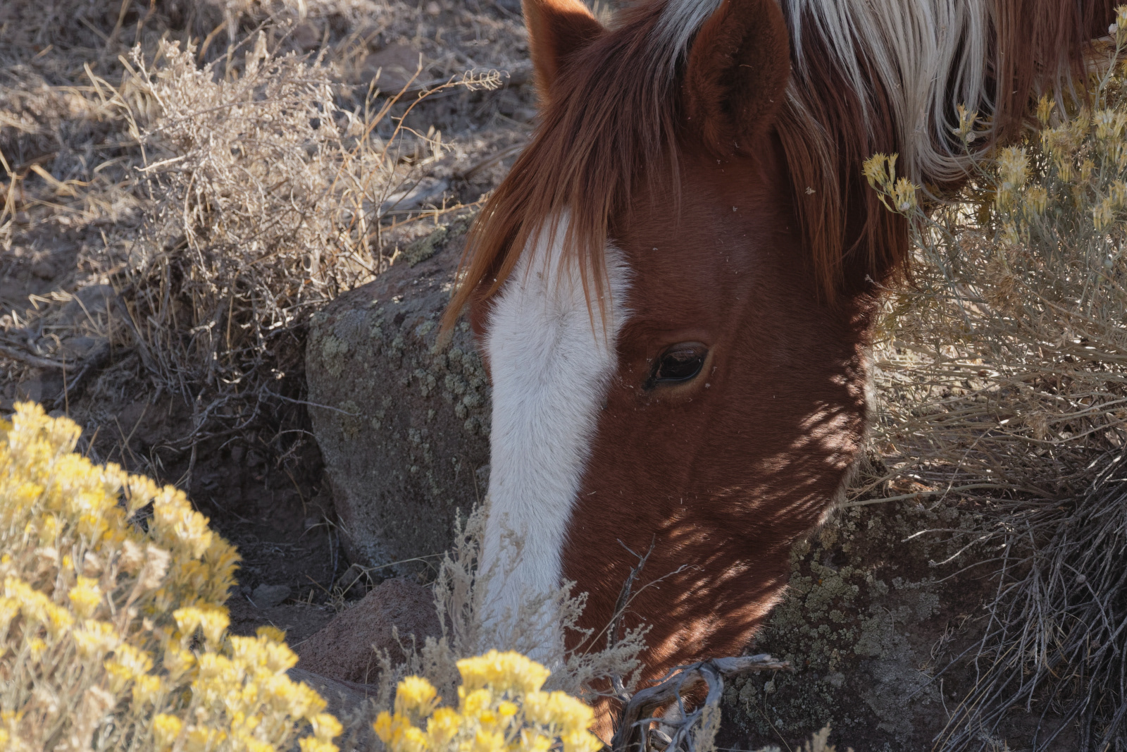 Wild Horse