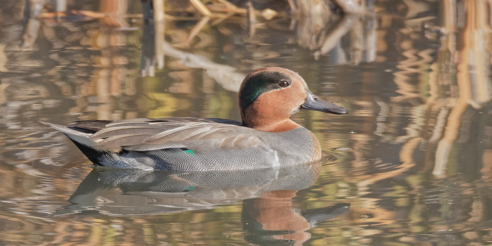 Green-winged Teal drake