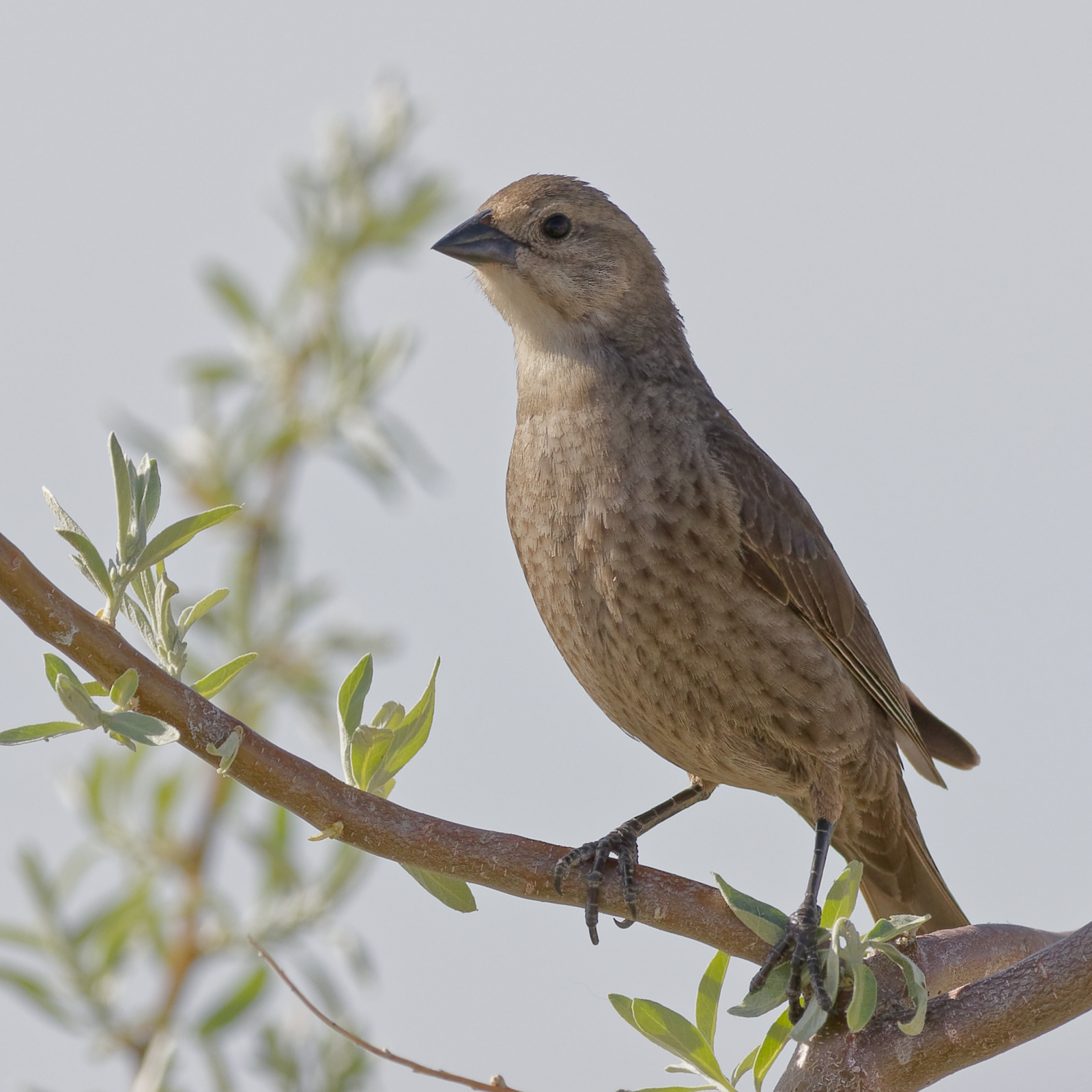 Brown-headed Cowbird female
