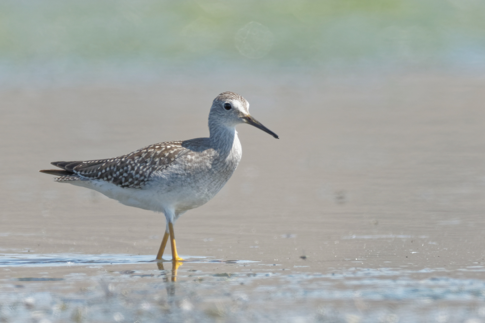 Lesser Yellowlegs