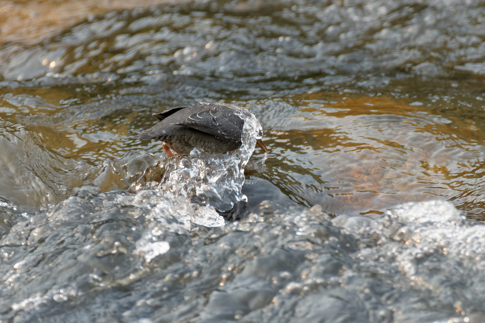 American Dipper