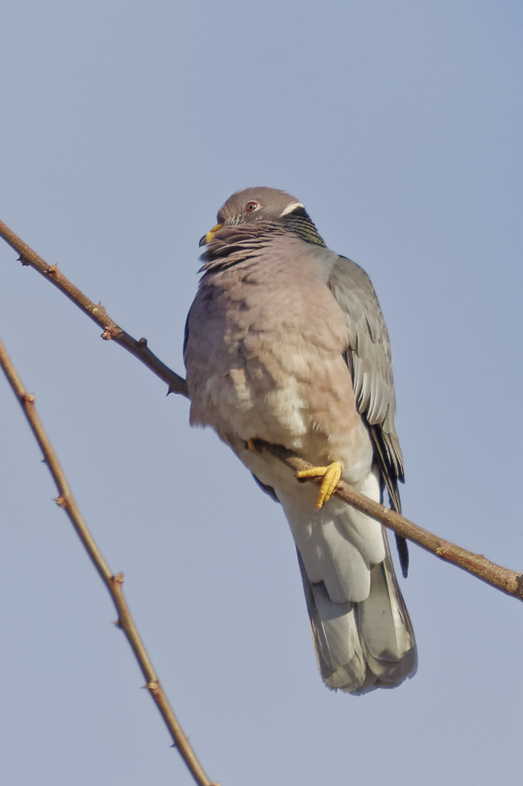 Band-tailed Pigeon