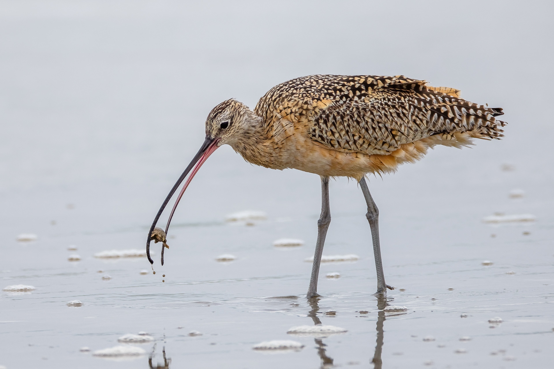 Long-billed Curlew