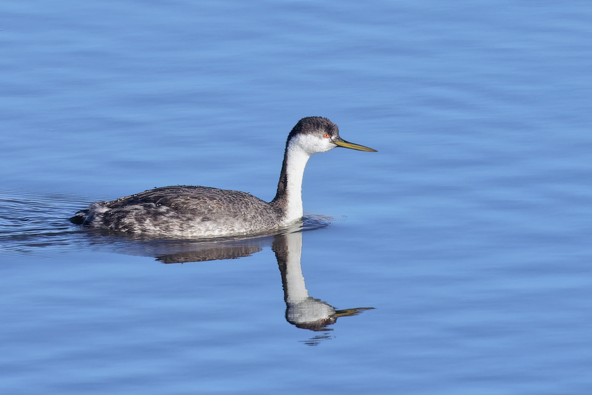 Western Grebe