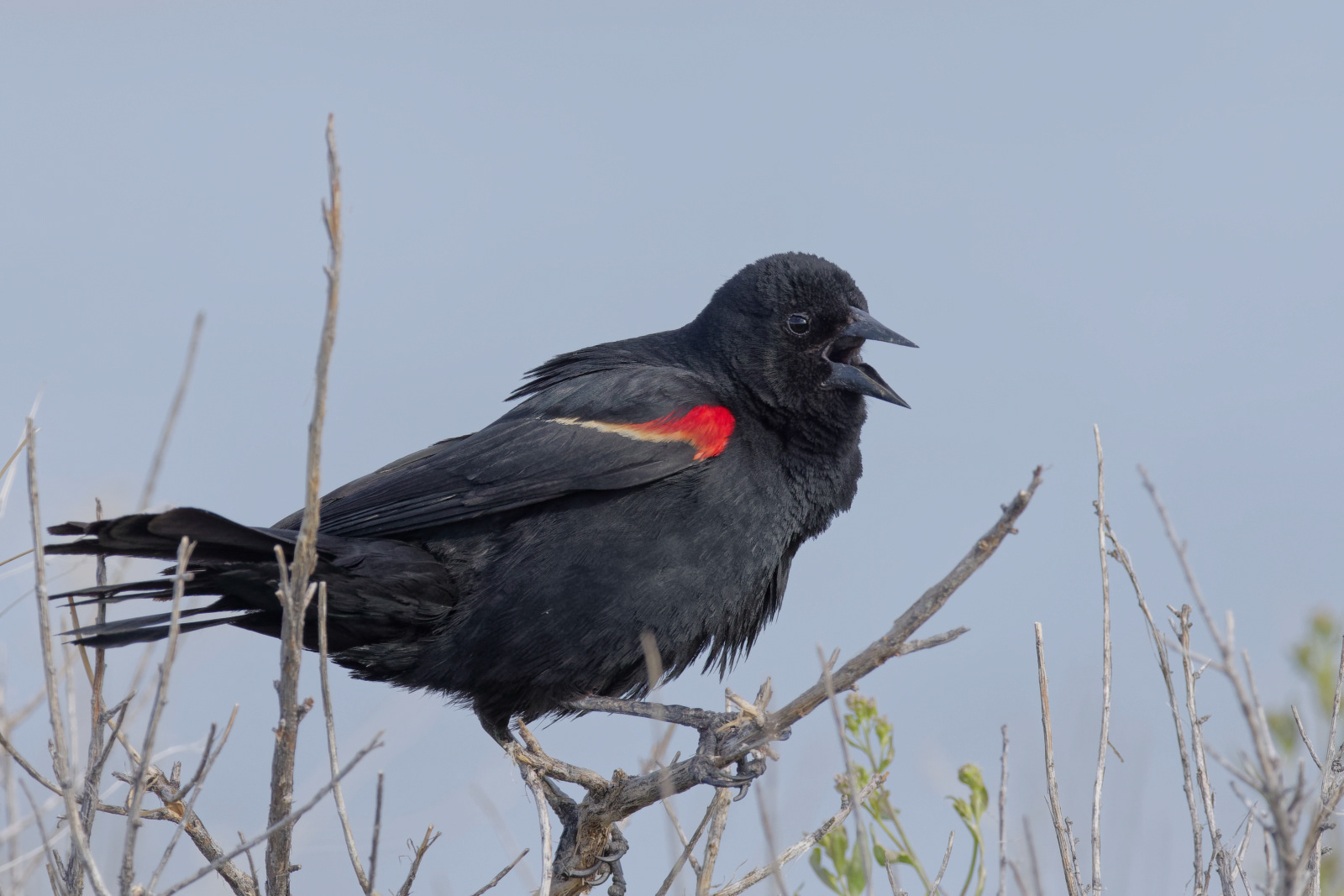 Red-winged Blackbird