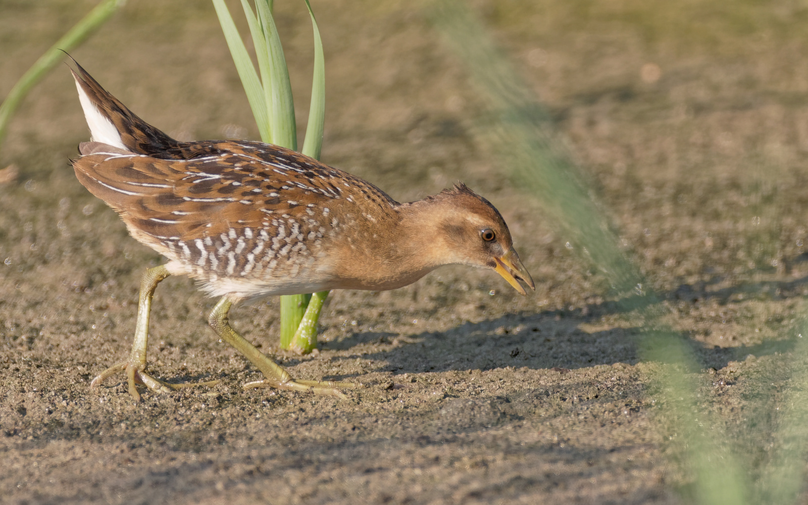 Sora immature