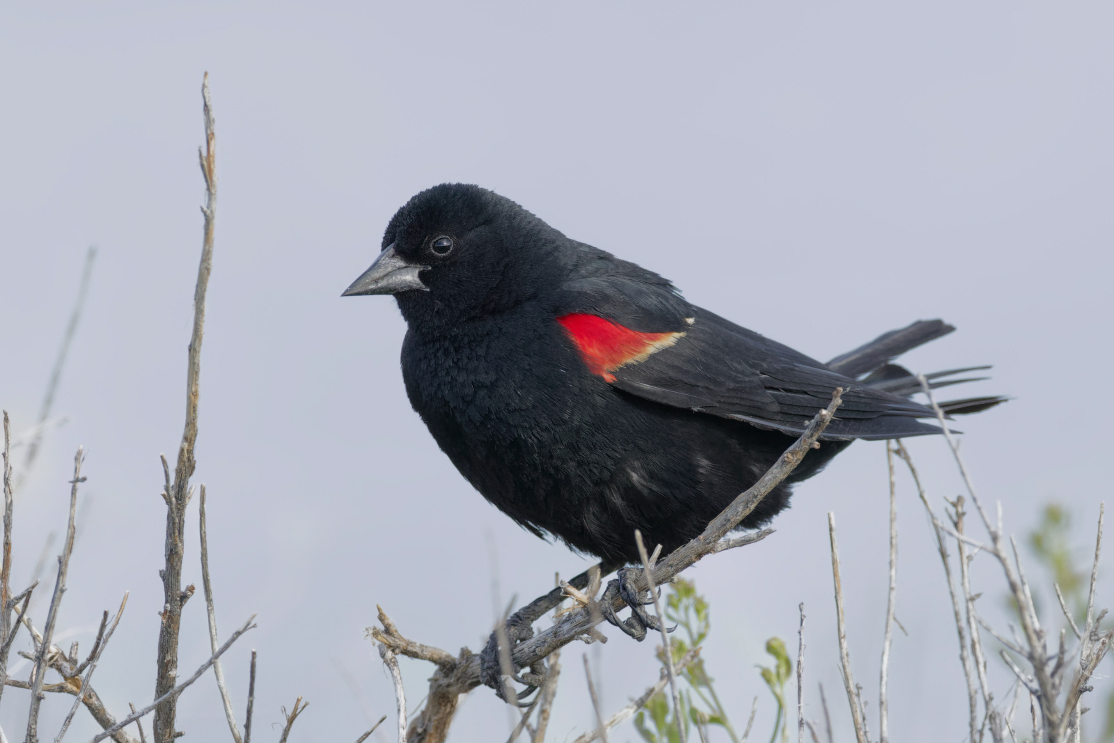 Red-winged Blackbird