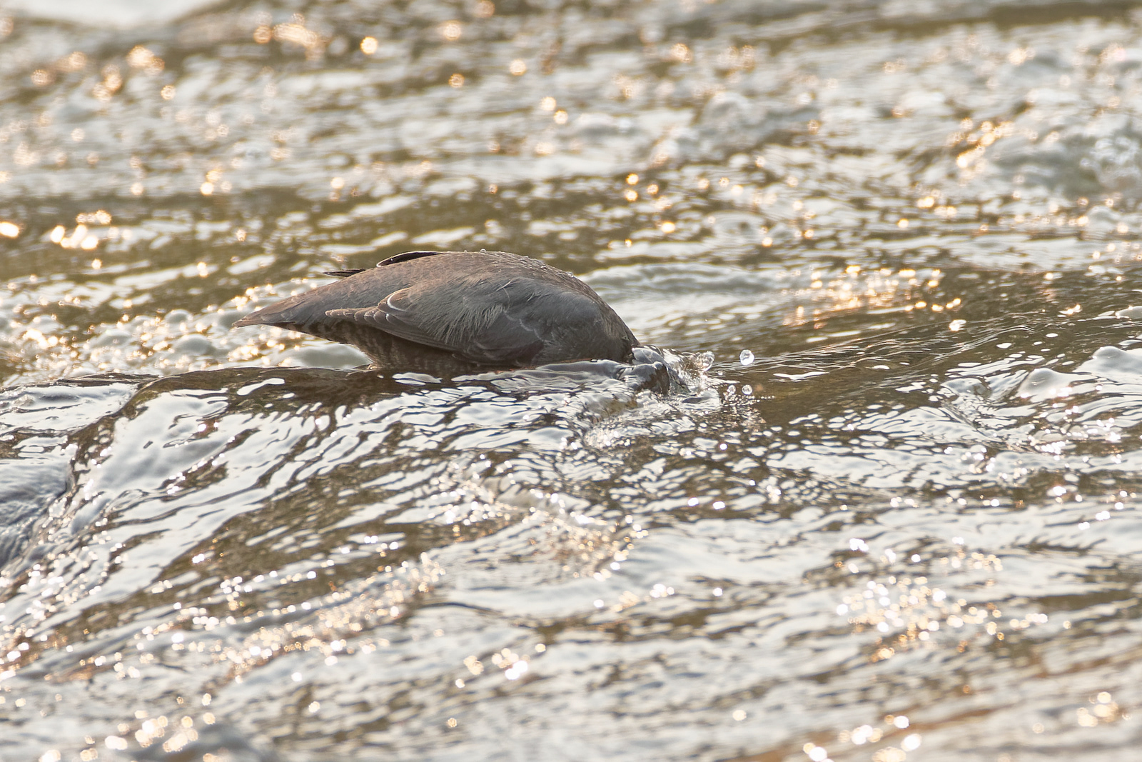 American Dipper