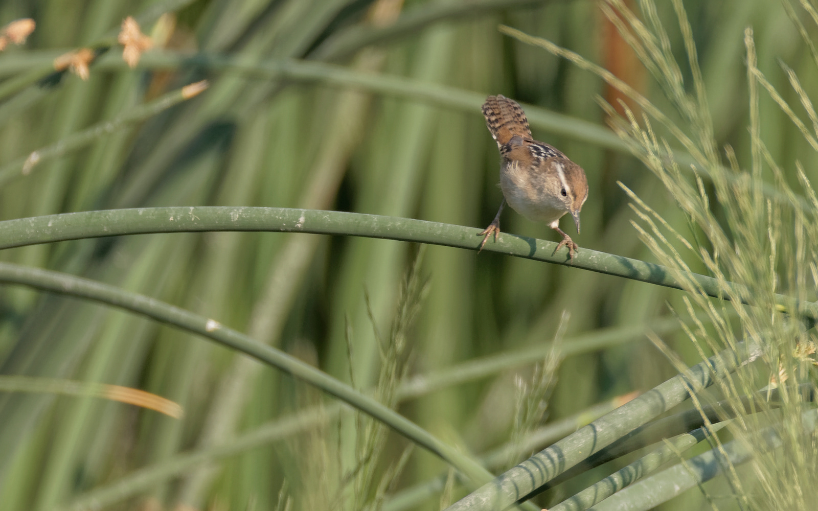 Marsh Wren