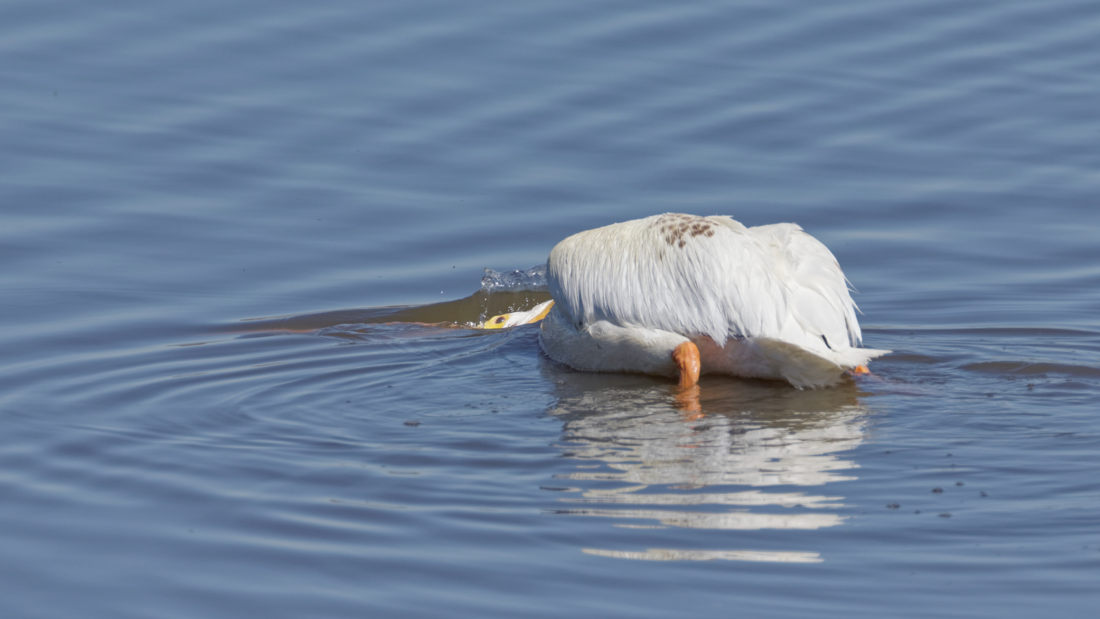 American White Pelican
