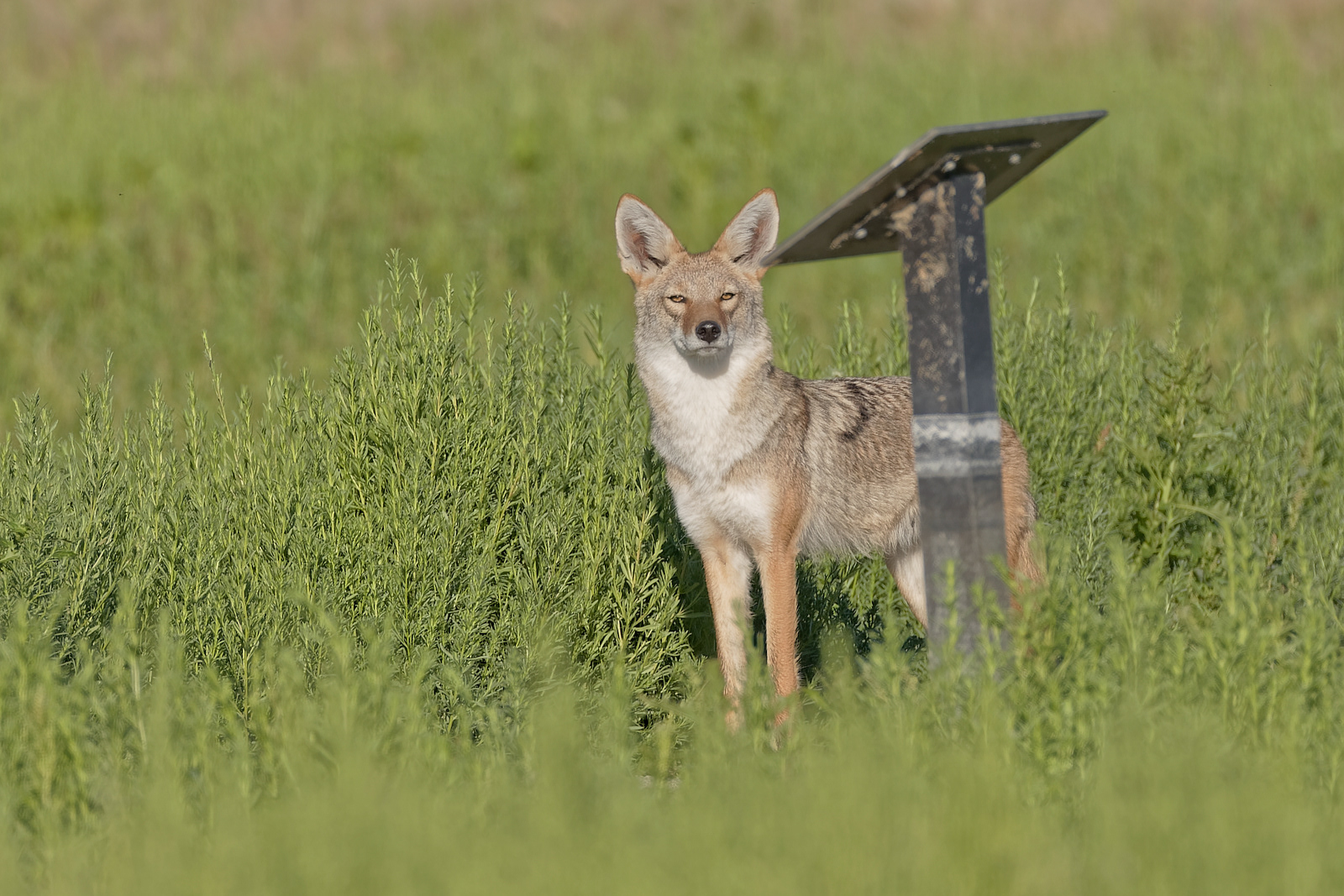 Coyote