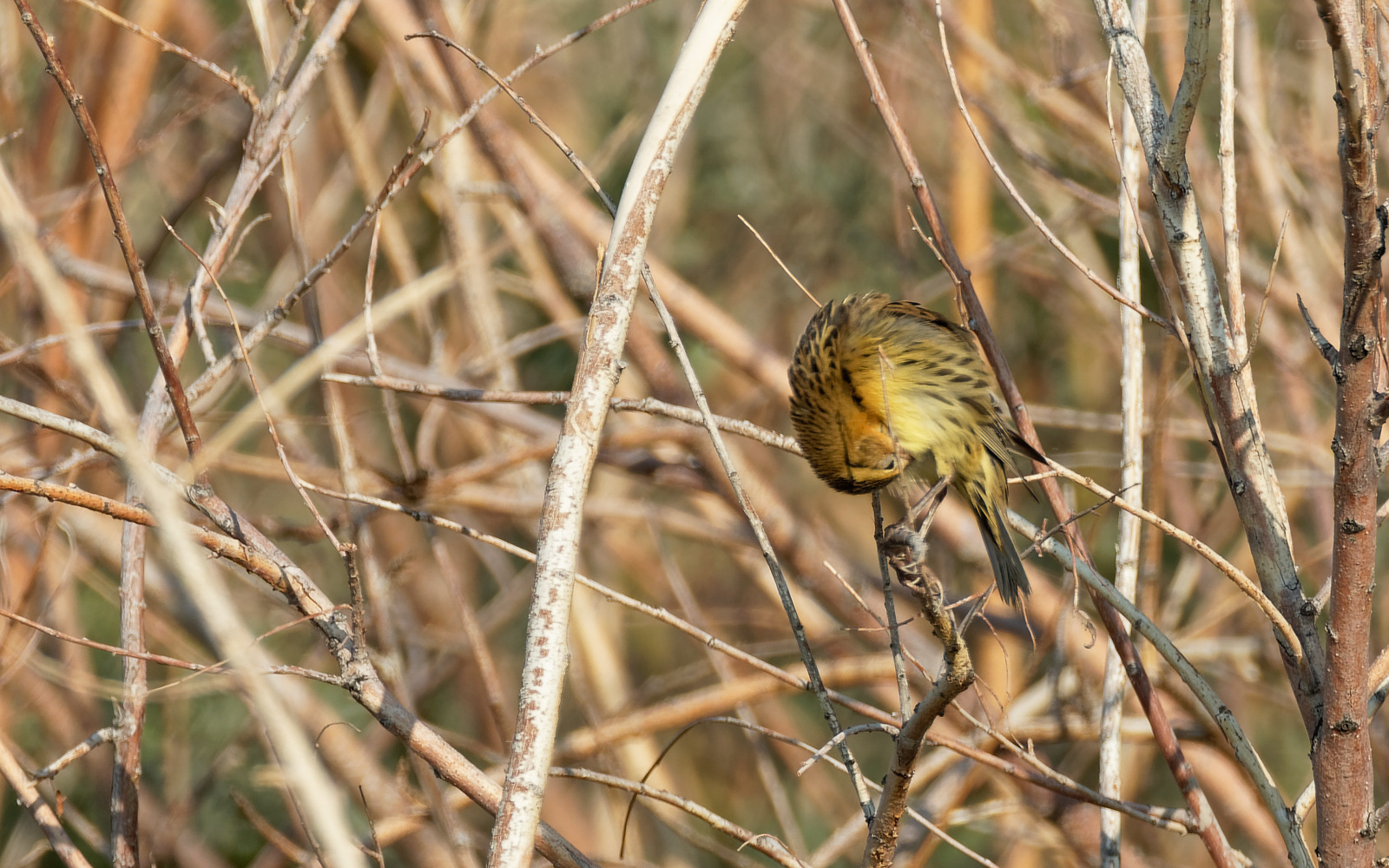 Bobolink