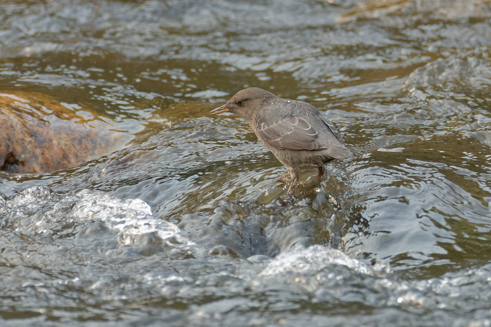 American Dipper