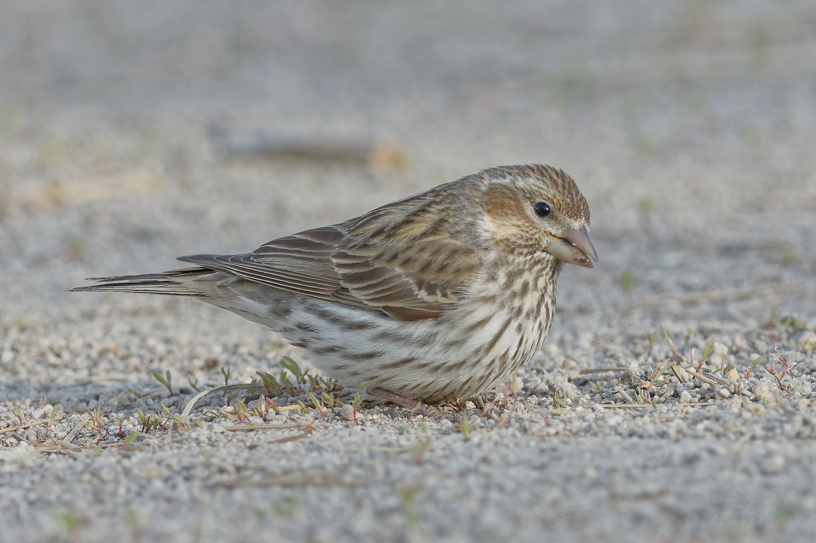 Cassin's Finch hatch year