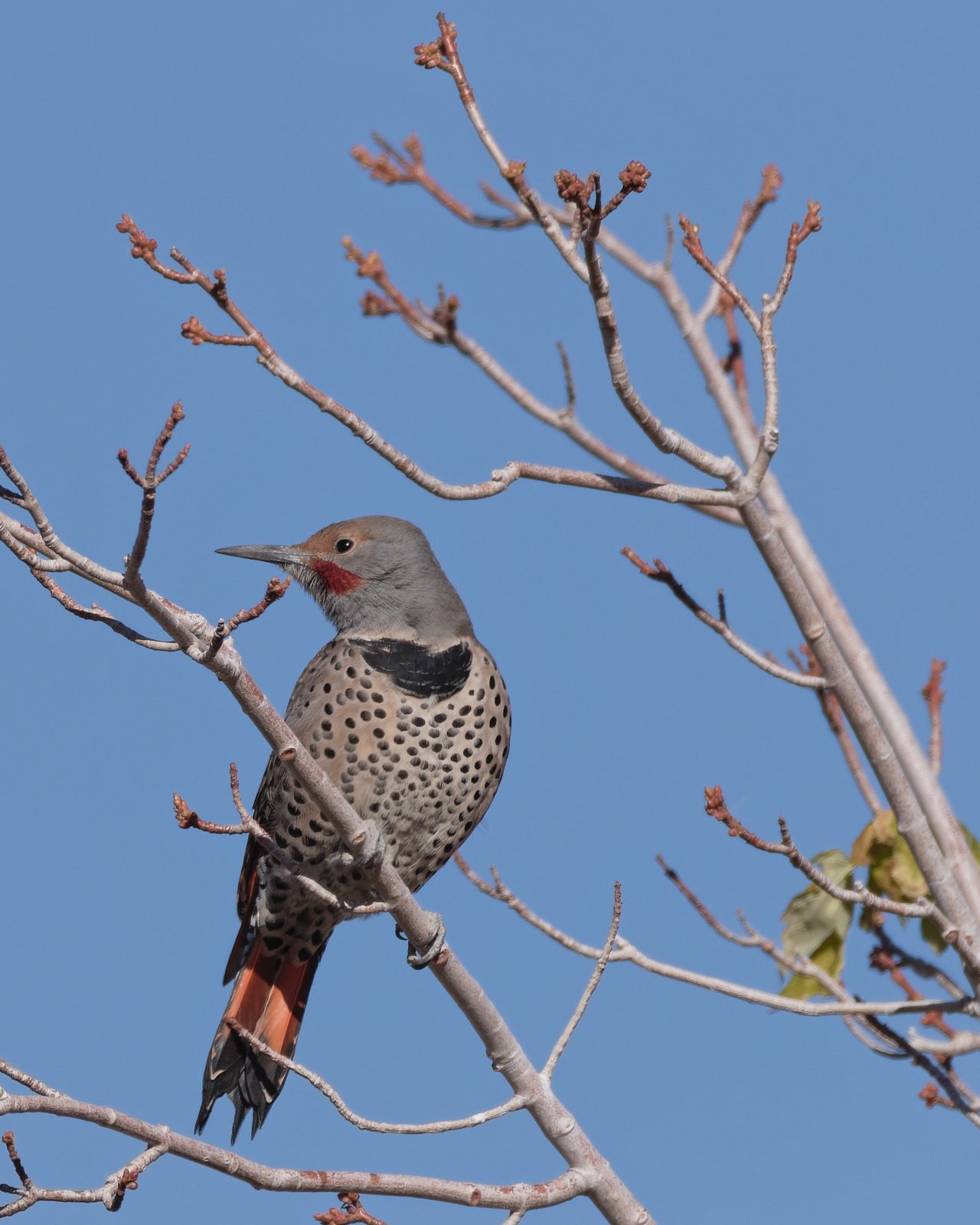 Northern Flicker