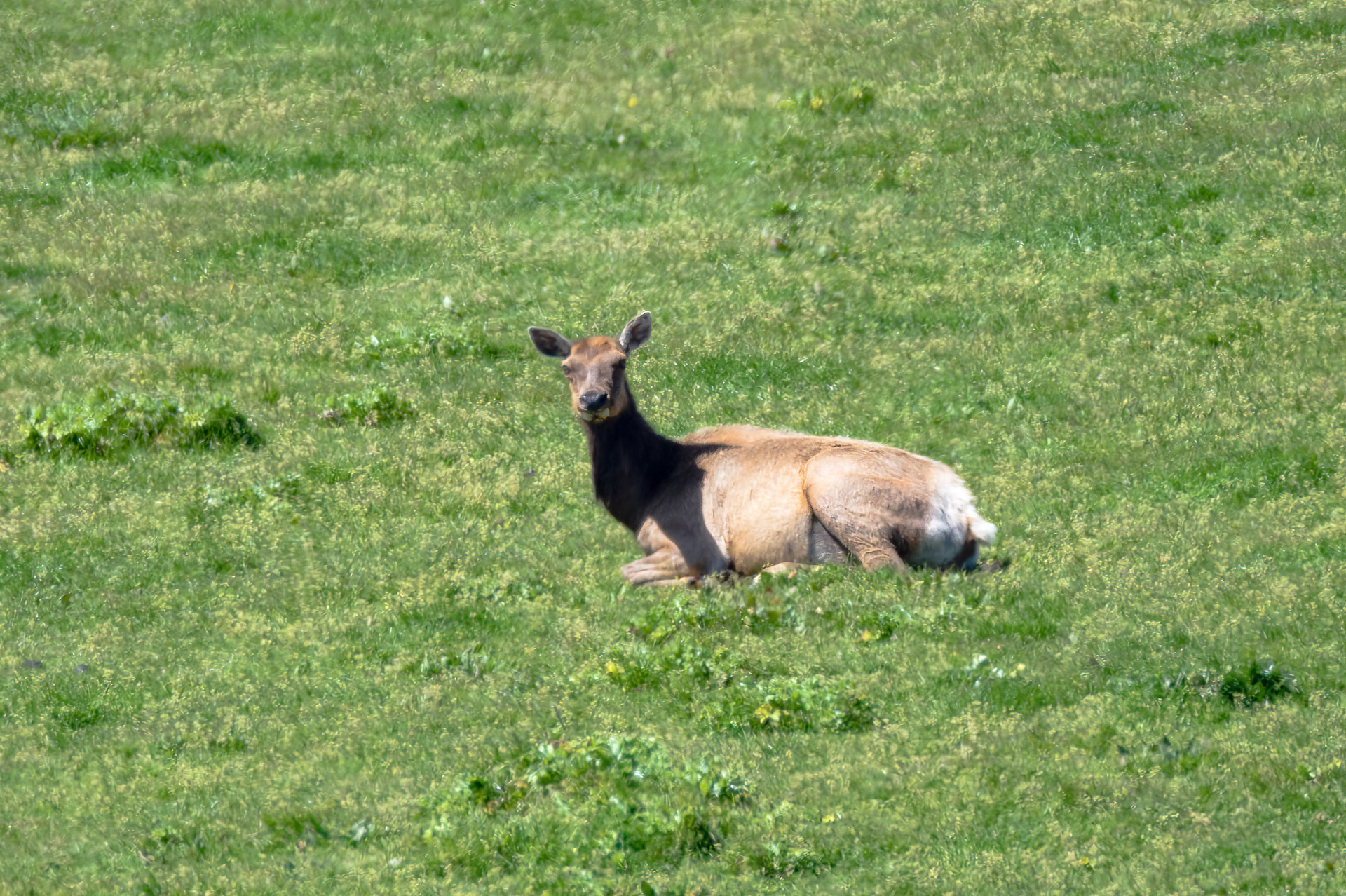 Tule Elk