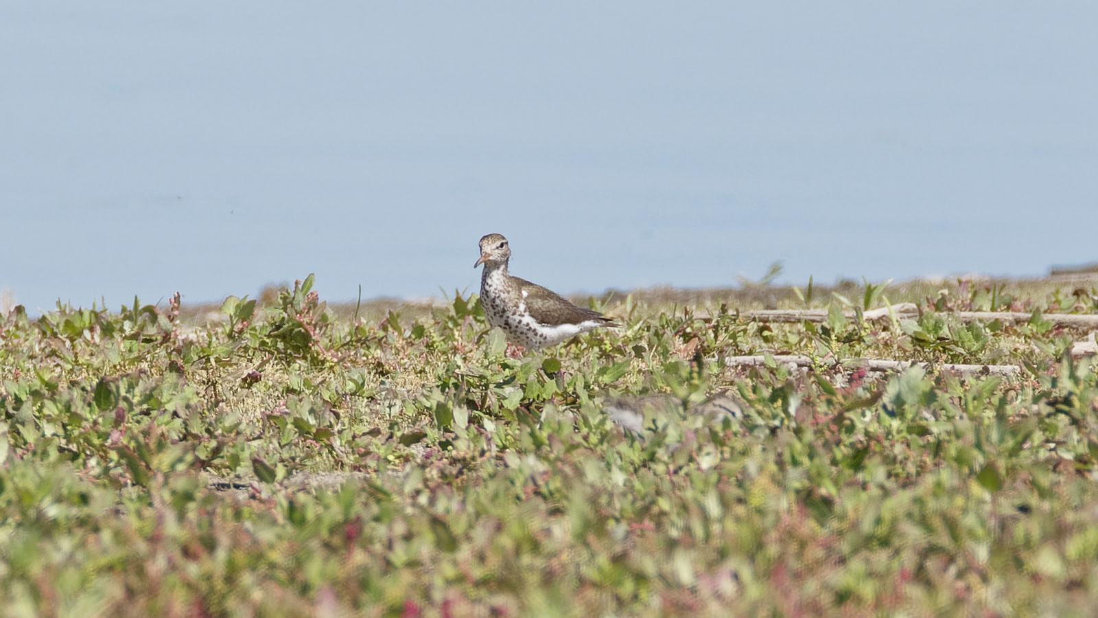 Spotted Sandpiper