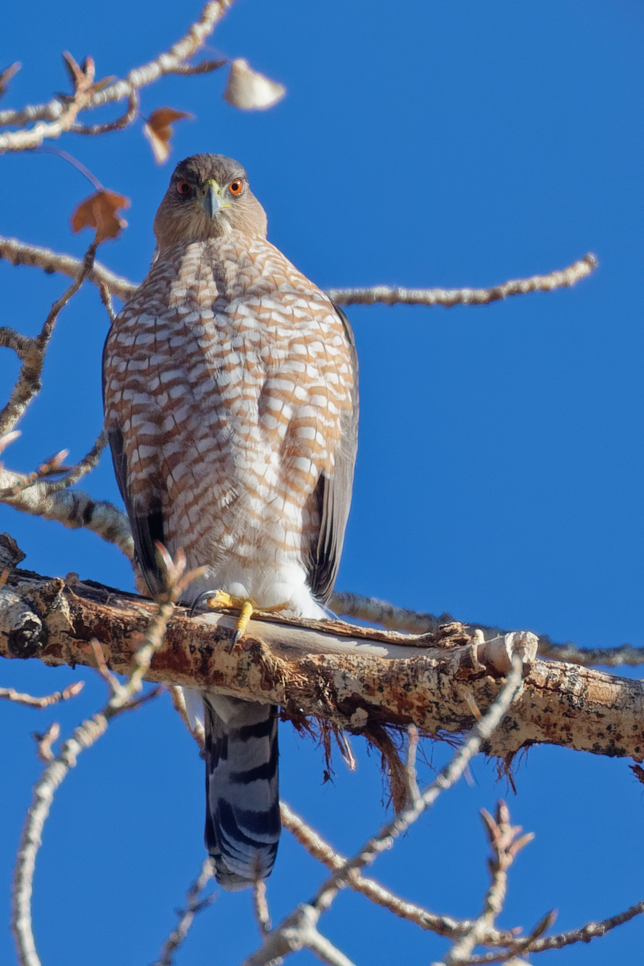 Cooper's Hawk