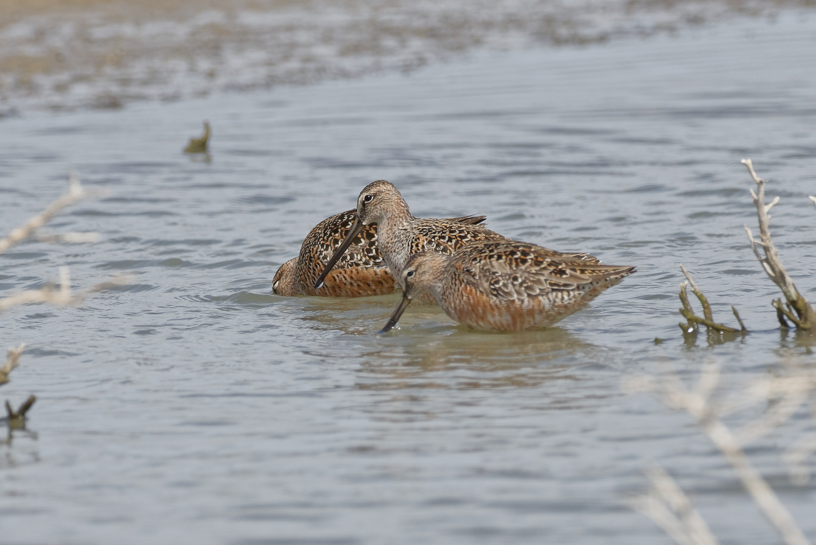 Long-billed Dowitcher
