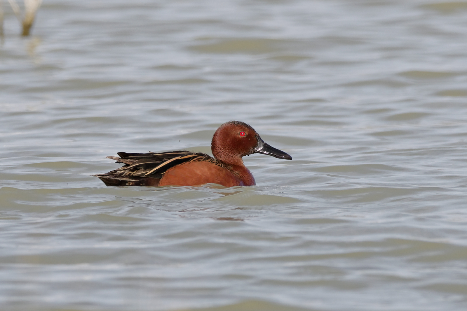 Cinnamon Teal drake