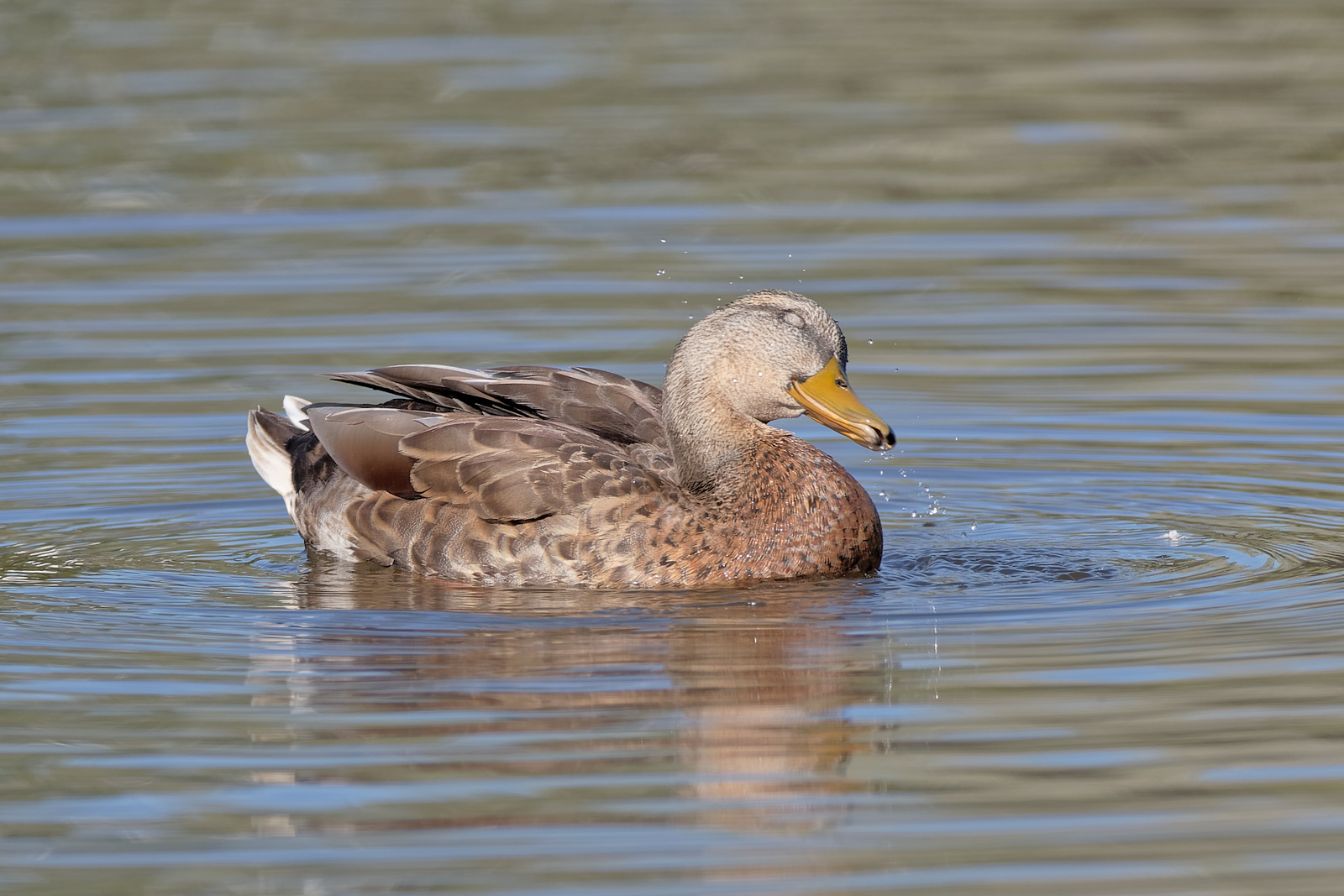 Mallard drake