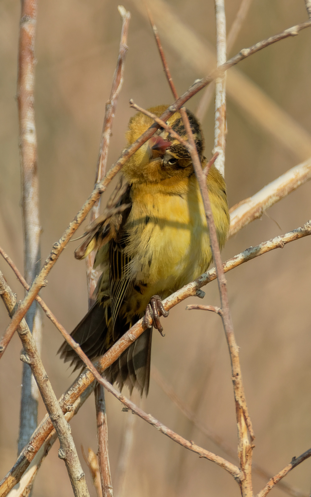 Bobolink