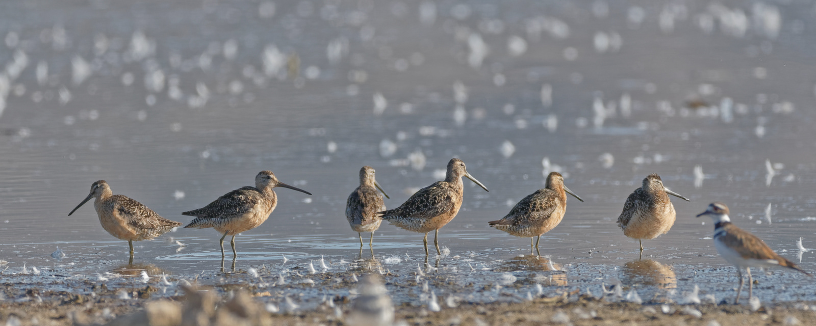 Long-billed Dowitcher