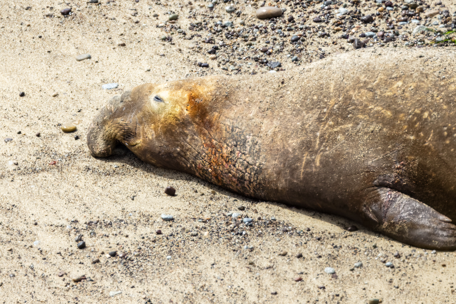 Elephant Seal