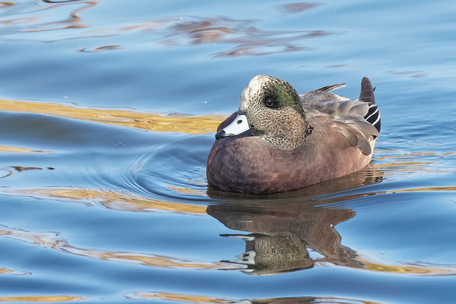 American Wigeon drake