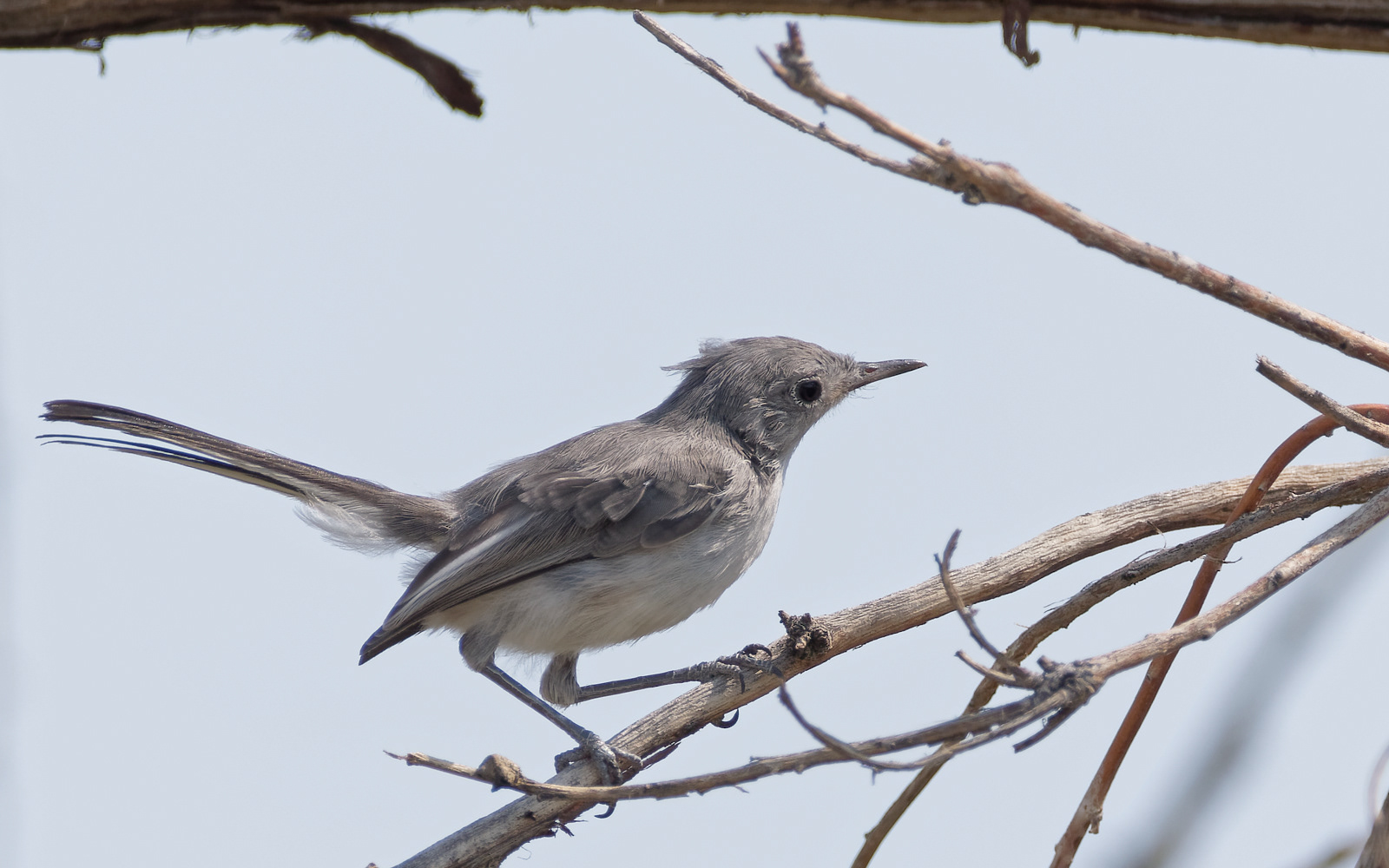 Blue-gray Gnatcatcher