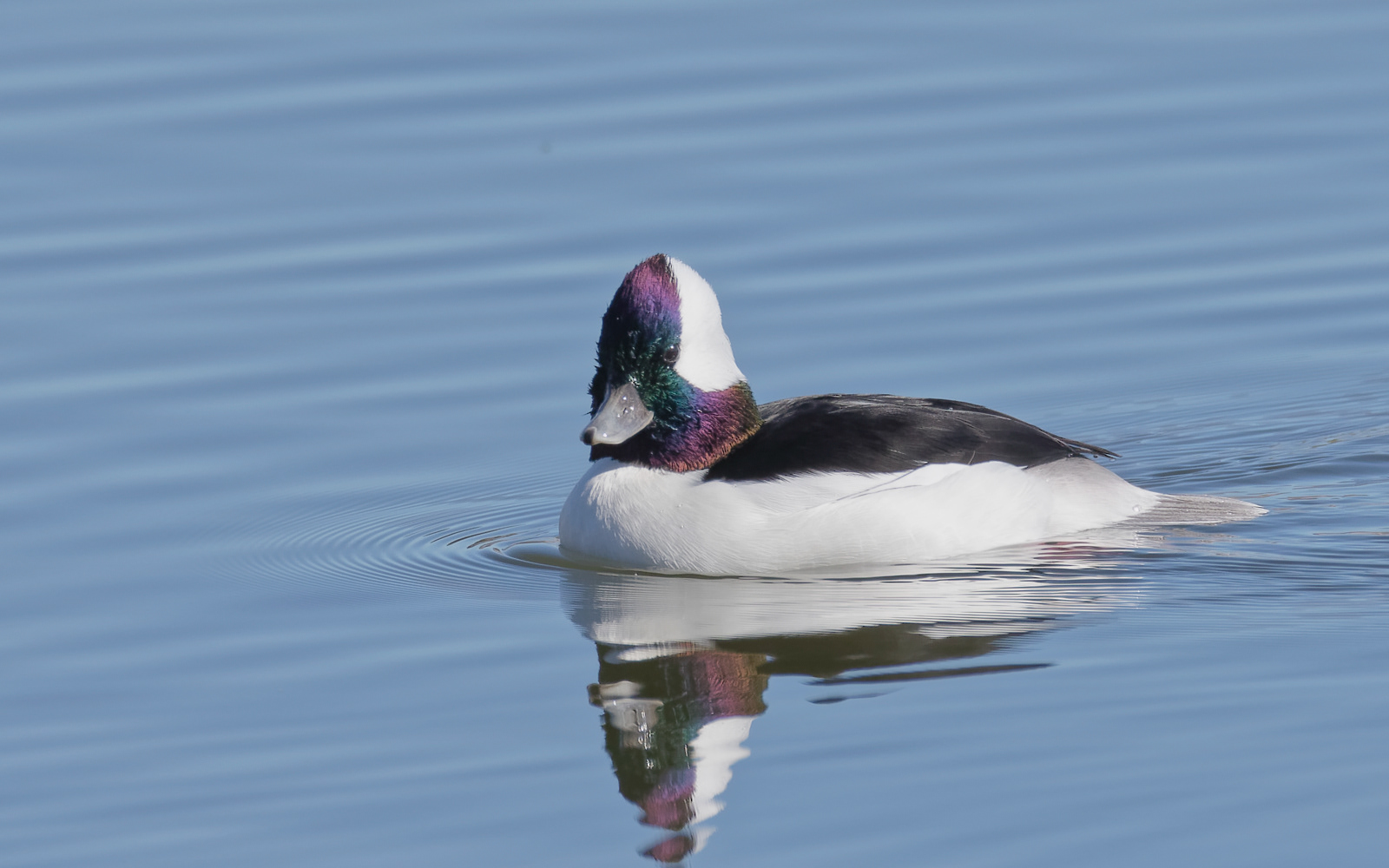 Bufflehead drake