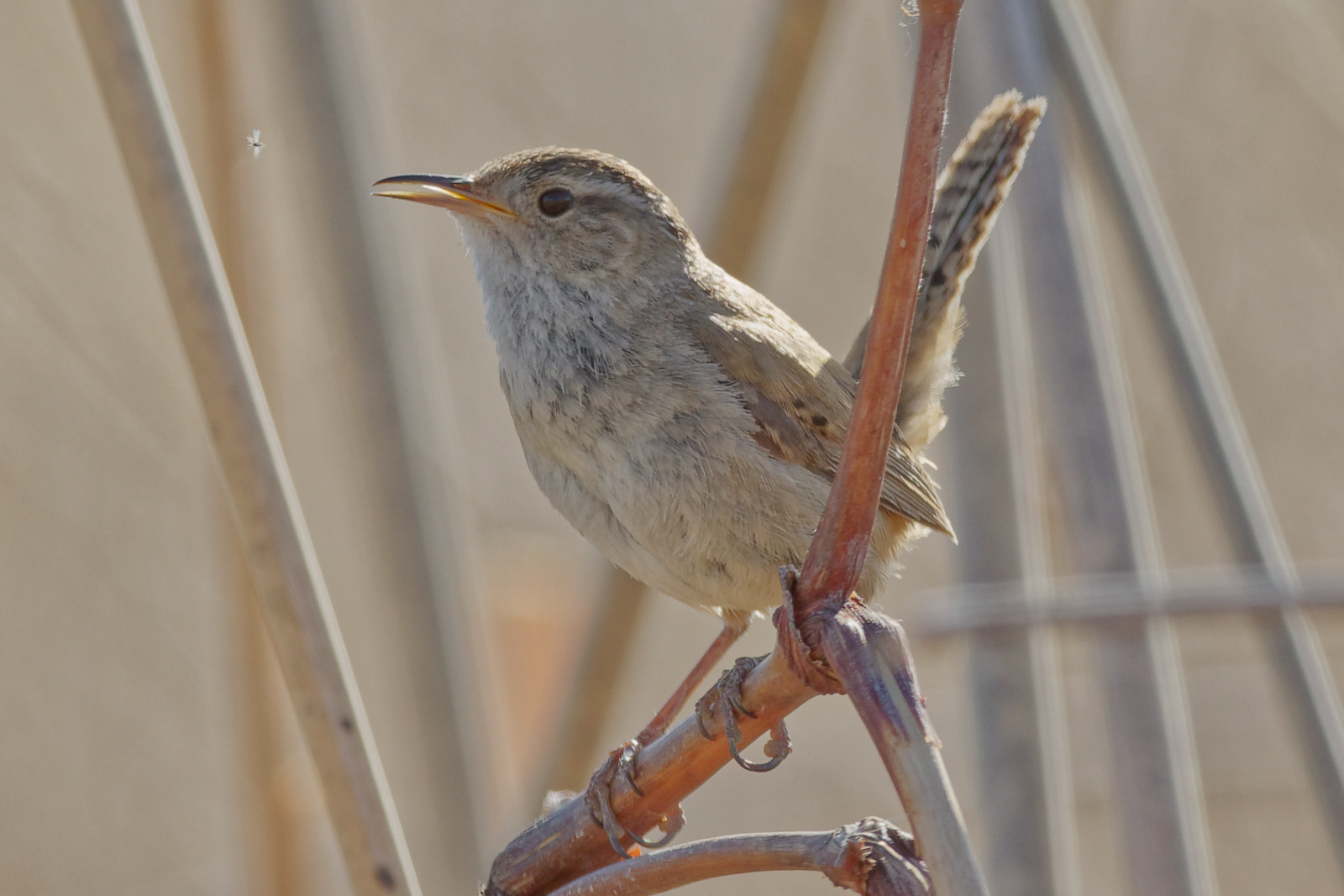 Marsh Wren