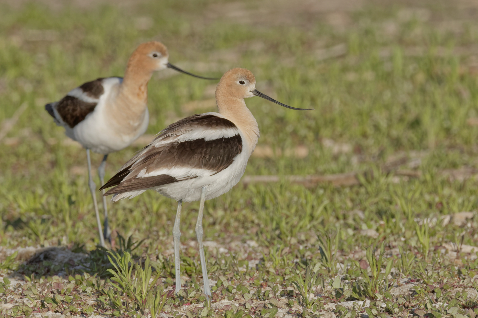 American Avocet