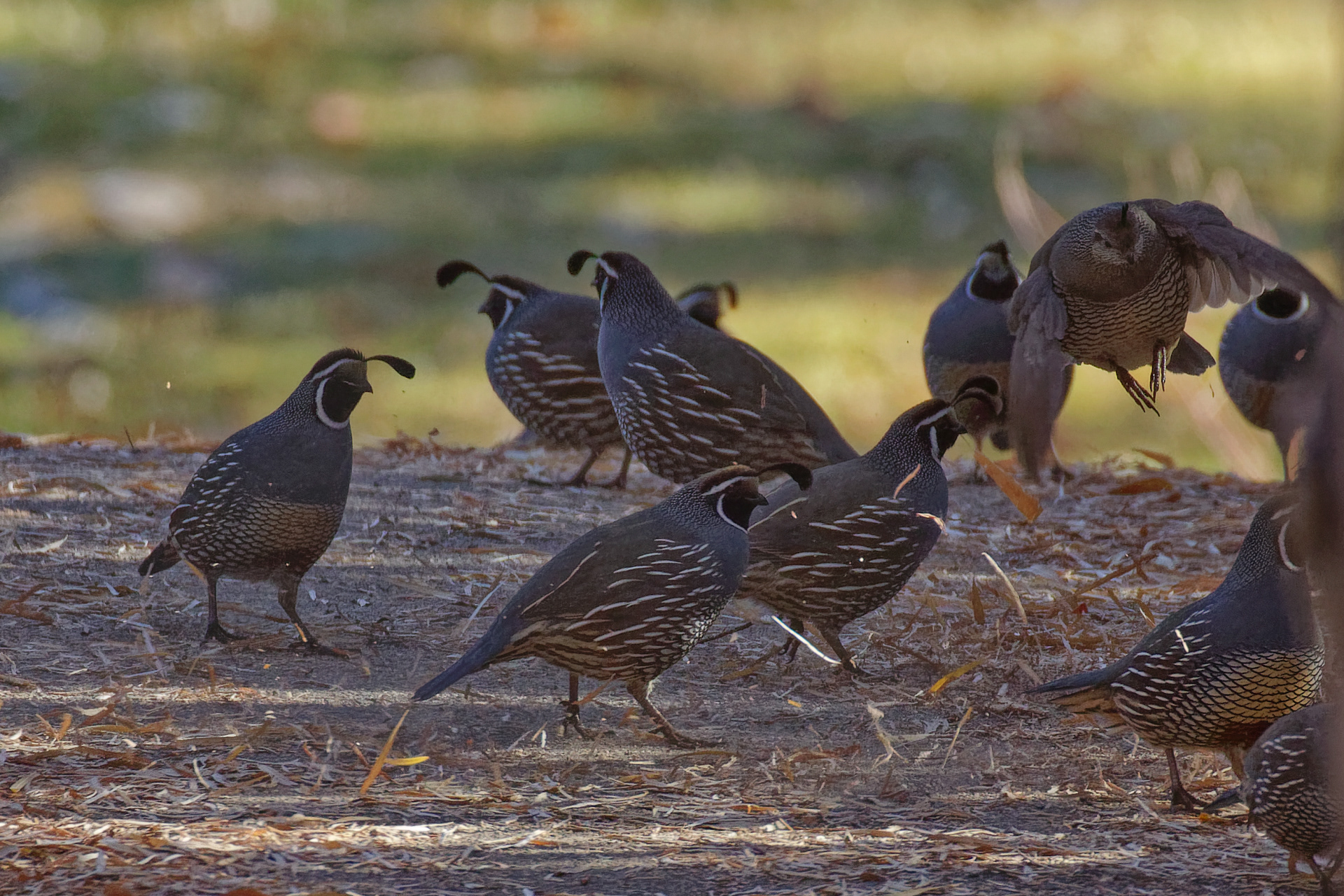 California Quail