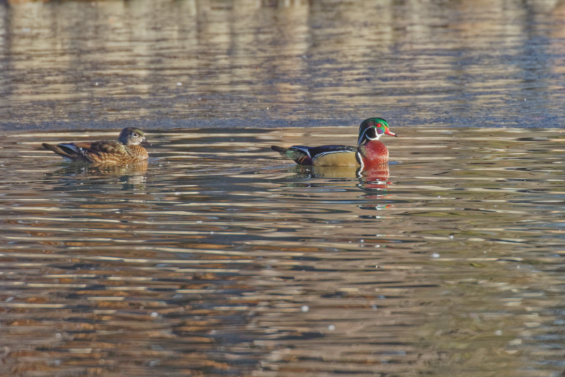 Wood Duck hen and drake