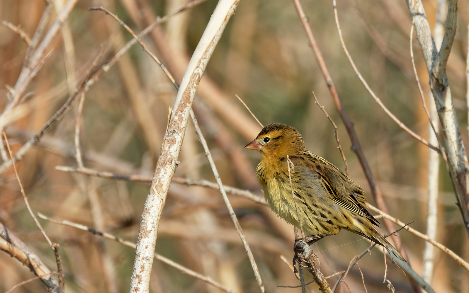 Bobolink