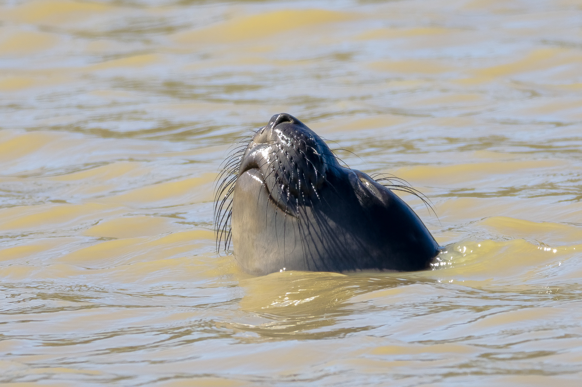 Elephant Seal