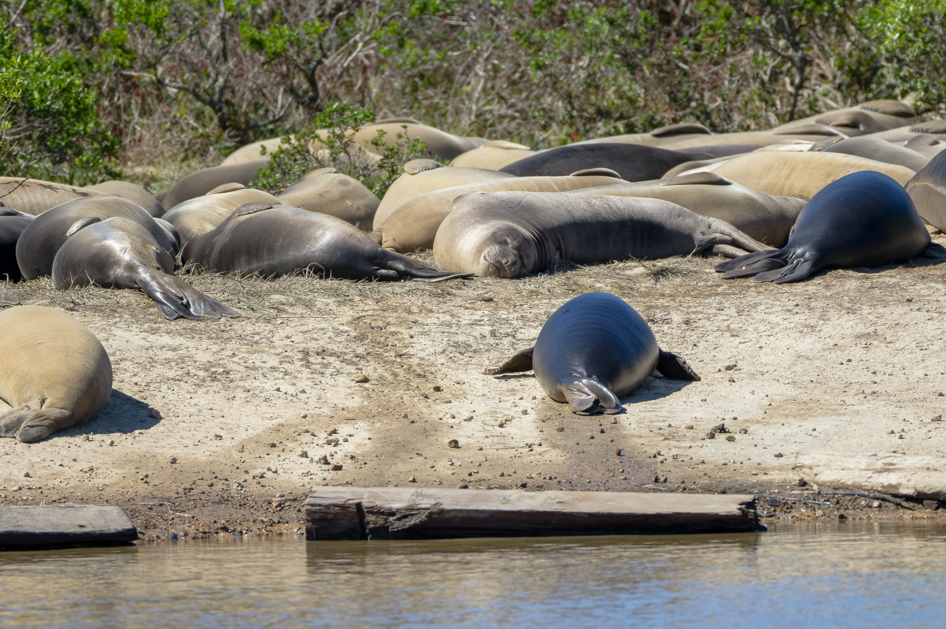 Elephant Seal