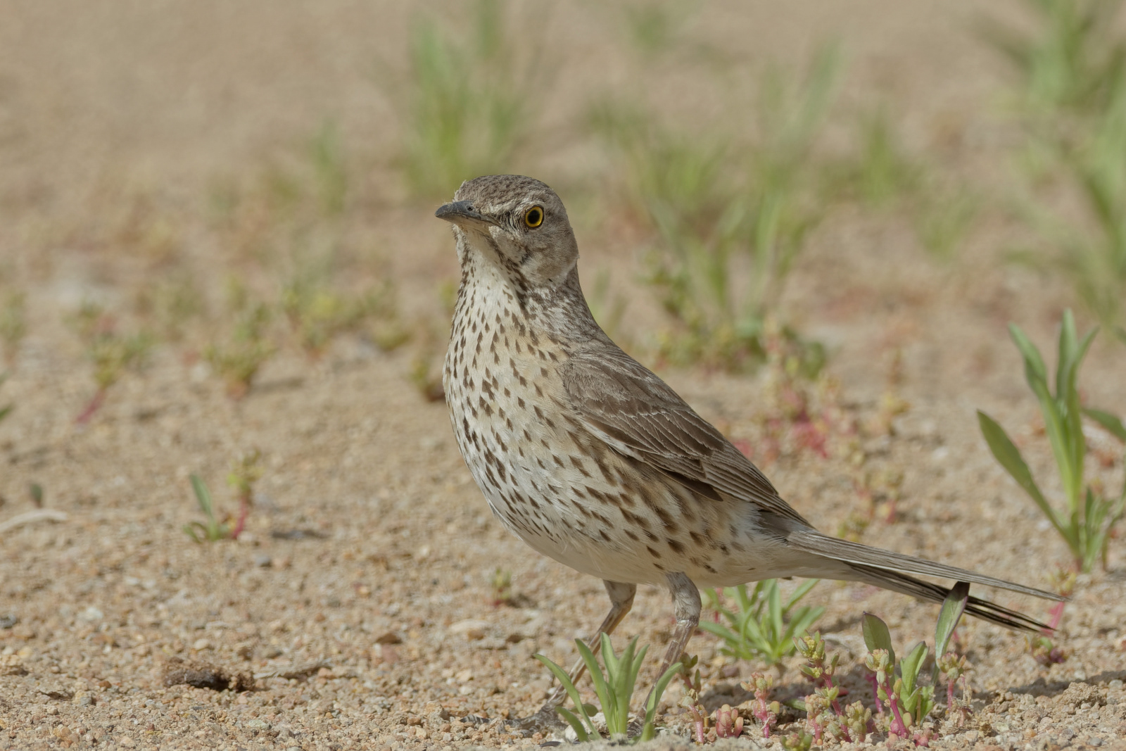 Sage Thrasher