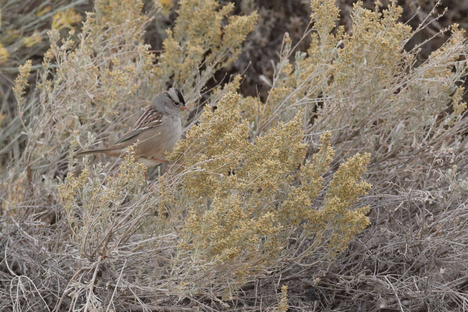 White-crowned Sparrow